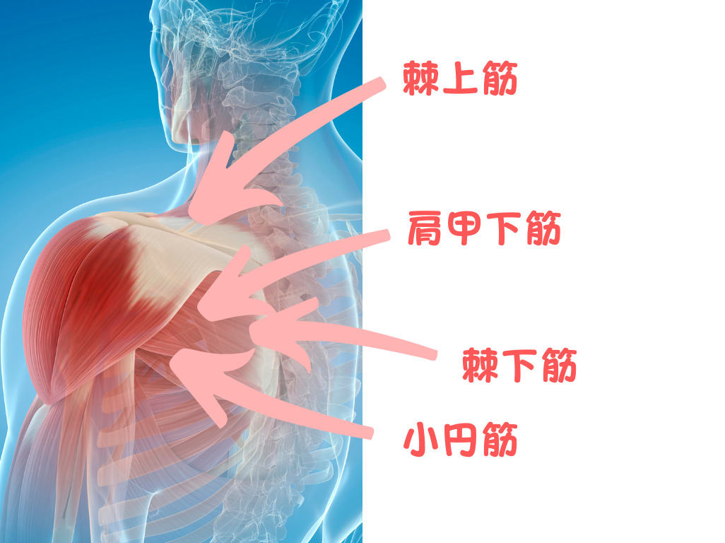 ケガ防止に最適なShoulderSphere（ショルダースフィア）とは？肩のインナーマッスルを鍛えよう KEKEFIT