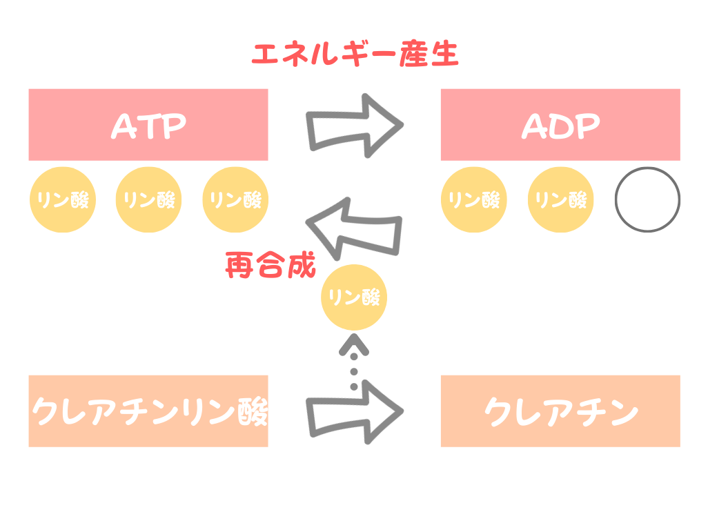 muscle-energy-1
